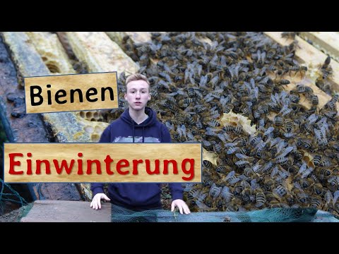 Die Nägel auf gribok zu prüfen Der Nagel bleibt vom Nagelbett zurück als, zu behandeln