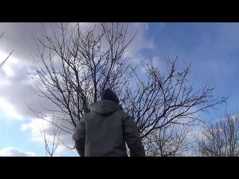 Jak odmłodzić starą śliwę?