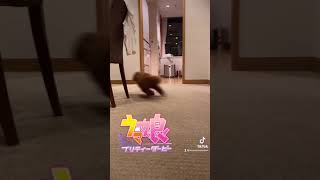 うちにもついに現れました