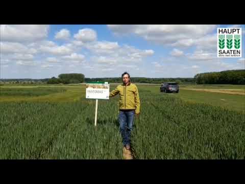 Fantomas Winterweizen | Hauptsaaten