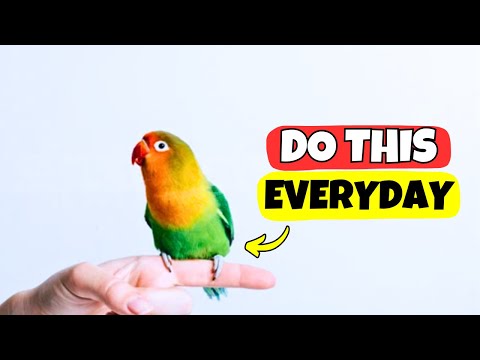 If You Do These 10 Tiny Things, Your Bird Feels Truly Loved 💖