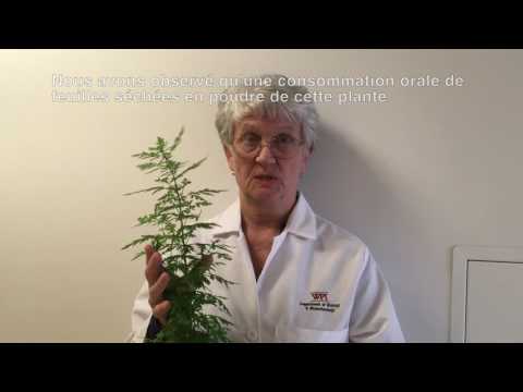 Pamela Weathers-Scientific researches on Artemisia annua
