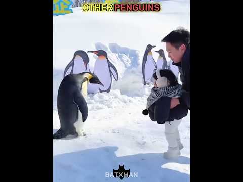Other Penguins… But This Penguin ☠️