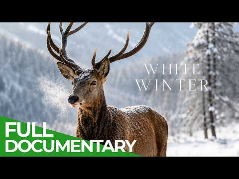 White Winter: A Season On The Northern Alpine Rim