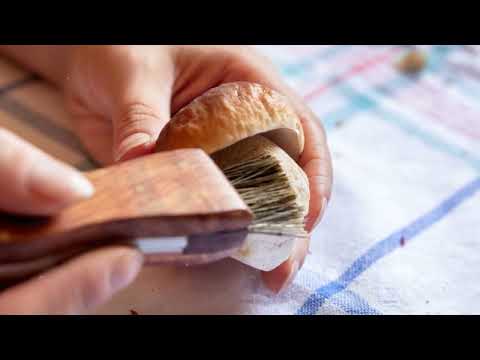 Caring for Your Mushrooms: Tips and Troubleshooting