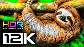 CUTE ANIMALS IN THE WILD 8K VIDEO ULTRA HD - OLED TV HDR 60FPS DOLBY ATMOS 12K