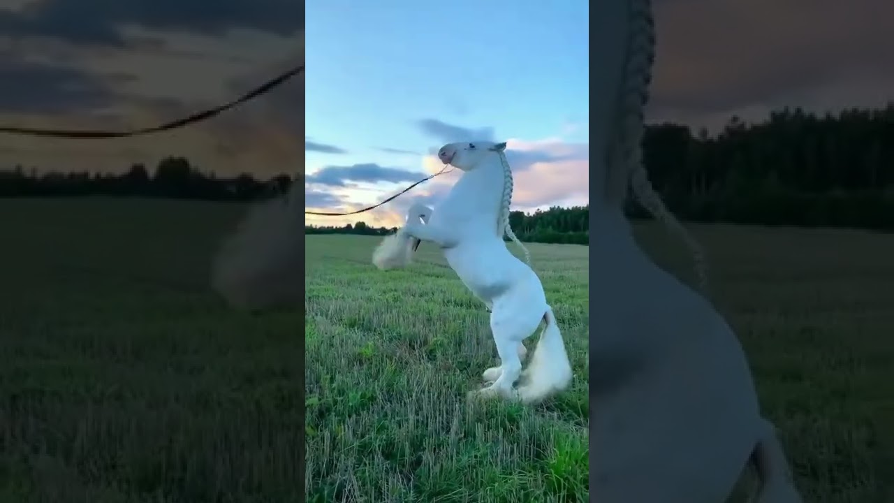 Watch Now Cavalo branco… ❤️ Cavalo branco… ❤️