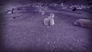 Tarkan - Sevdam Tek Nefes 2021 Yeni