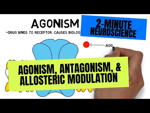 2-Minuten-Neurowissenschaft: Agonismus, Antagonismus und allosterische Modulation