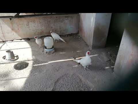 how to start white pheasant birds farming for beginners