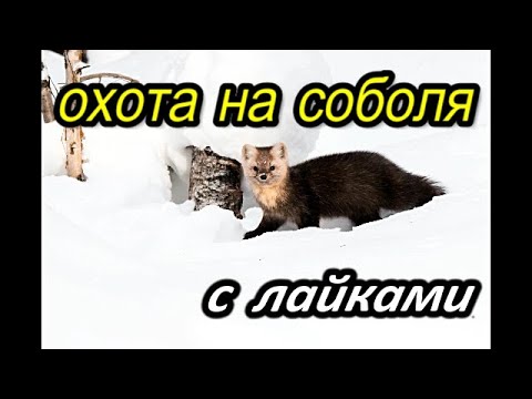 Охота на соболя.