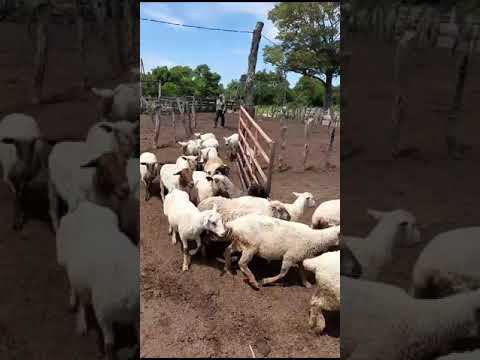 Vida de Campo. Flia Barrios de Colonia el Cacique La Escondida Chaco