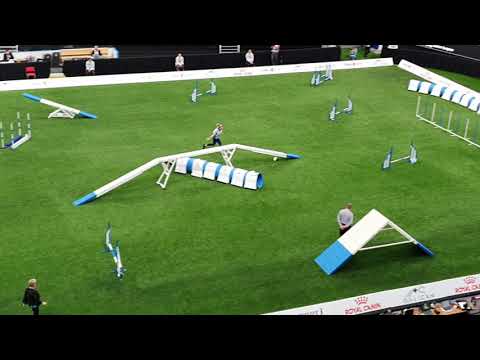 BLINK Lauren Langman Small Agility AWC 2019