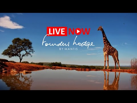 Founders Lodge By Mantis | Wildlife Live Stream