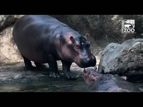 Fiona and Baby Hippo Fritz Getting Closer - Cincinnati Zoo