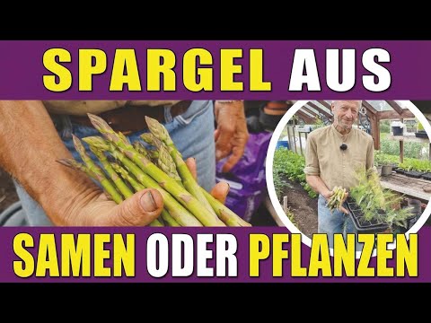 Spargel ganz einfach anbauen – aus Samen oder Wurzeln, ohne Umgraben!