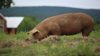 Raising 400 Pigs On Pasture [COMPLETE]