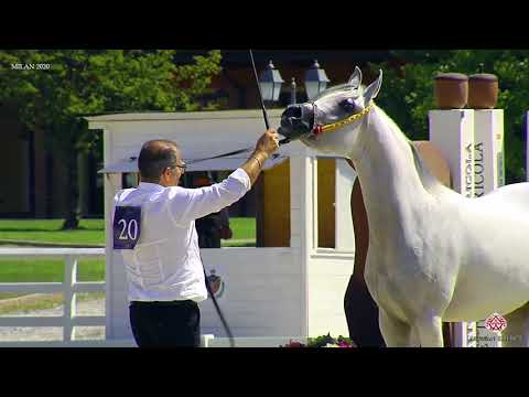 N.20 MYSC KHALEESI - Milan 2020 Arabian Horse Show - Fillies 3 Years Old (Class 3)