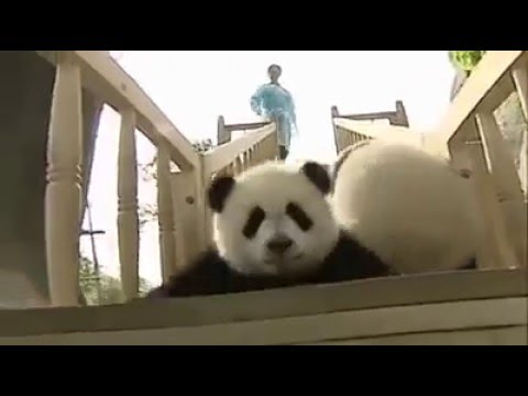 Pandas turning up to the song 