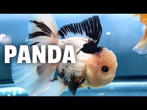 Jumbo PANDA GOLDFISH unboxing