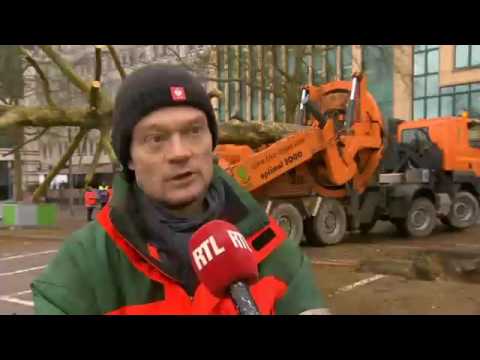 Großbaumverpflanzung - Luxemburg Allee Scheffer