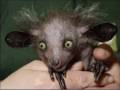 If I Had An Exorcism by the Melvins with lyrics, gifs, and pics