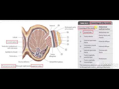 Male reproductive system