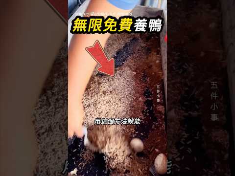 一顆蛋養出一群鴨子🦆