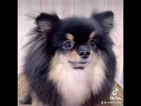 Pomeranian Black & Tan 我的博美 “瑶瑶”
