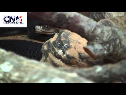 Deadly Black Mamba Snake and Green Mamba Snake - in HD