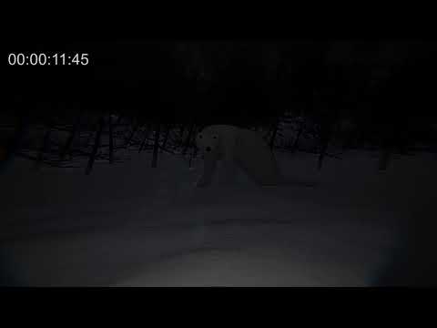 Polar bear 29 November 2026