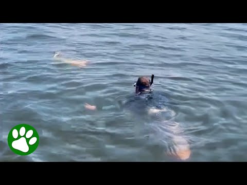 Brave Dad Jumps Into Ocean to Save Choking Sea Creature