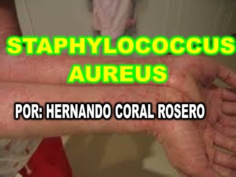 staphylococcus aureus prostata