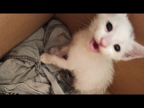 cats playing 🐱🐱🐱🐱