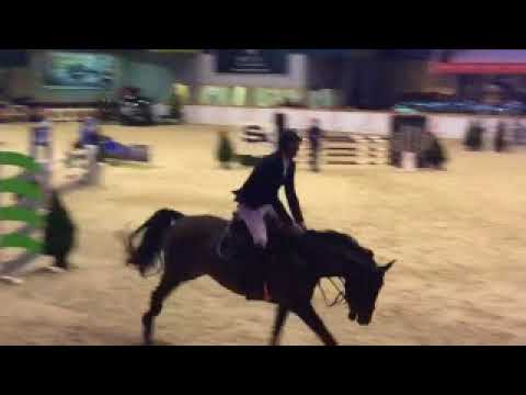 SOLD_Diarado x Caretini 5 y.o. mare show jumper 2