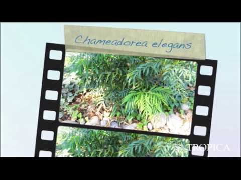 20118 Zierliche Bergpalme