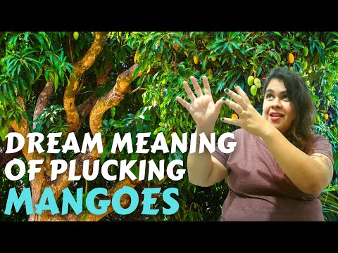 Dreaming of plucking mangoes and feeling happy| Dream Interpretation