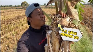 Download lagu Amazing!!! Eight finch nests are in a banana 👍🏻👍🏻 mp3 Download lagu Amazing!!! Eight finch nests are in a banana 👍🏻👍🏻 mp3