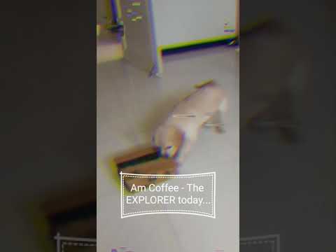 Cute puppy goes on an exploration