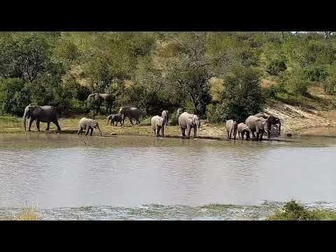 Djuma: Elephants get quick drink at the dam - 13:57 - 0610/2022