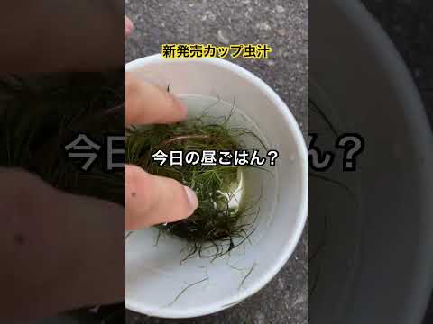 園芸 ゲンゴロウ、池の無慈悲な狩人