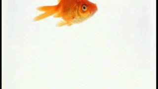 preview picture of video 'Beaver Water District and City of Fayetteville Goldfish Bowl PSA'
