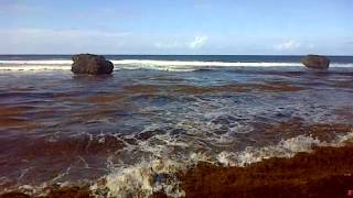 Bathsheba, St. Joseph, Barbados, Sargassm Seaweed. Abib 1. Happy New Year!