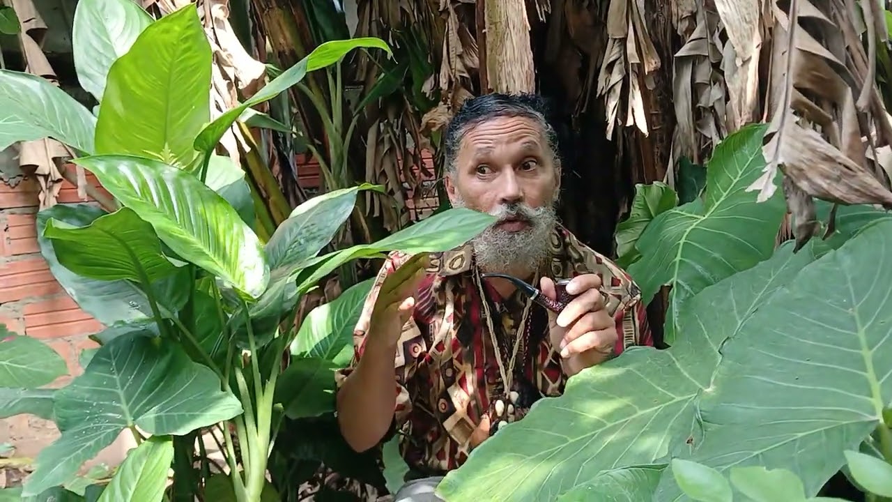 A força do comigo ninguém pode