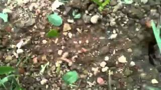 preview picture of video 'Leaf Cutter Ants in Panama 2'