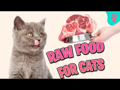 🍗 Raw Cat Food - Cat Nutrition and Diet | Furry Feline Facts