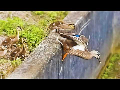 Entenmutter bringt ihren Küken das Flügelschlagen bei