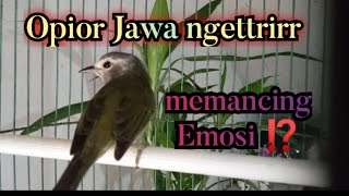 Download lagu Burung pier si Opior Jawa ngettrirr menaikan volume Opior Jawa bahan  @poniran Kwok channel mp3