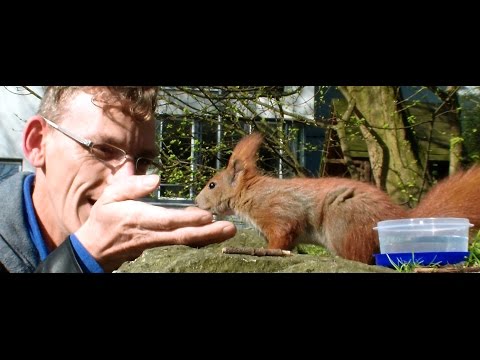 Hamburger Eichhörnchen holt sich Nuss im Portugiesenviertel ab