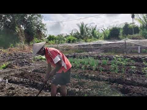 AKTIFITAS PAK WANI MELANJUTKAN MEMBUAT BEDENGAN DI SAMPING KIRI RUMAH 